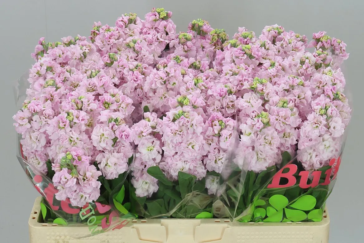 Matthiola Pale Pink • 54 cm
