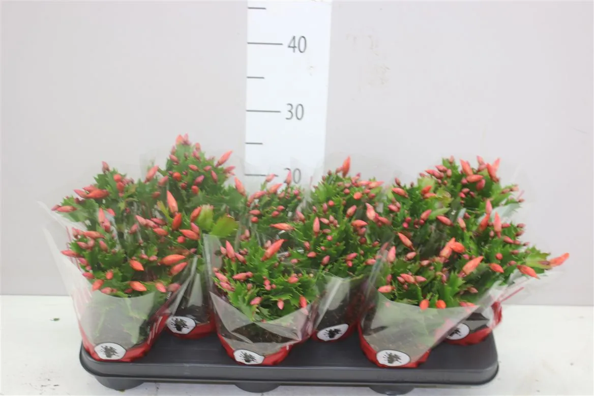 Schlumbergera Oranje • črepník 10,5 cm