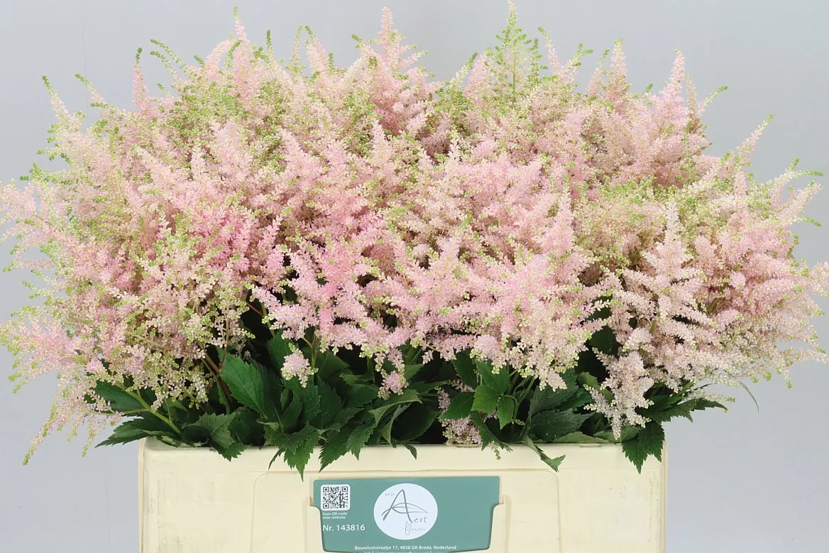 Astilbe Europa • 60 cm