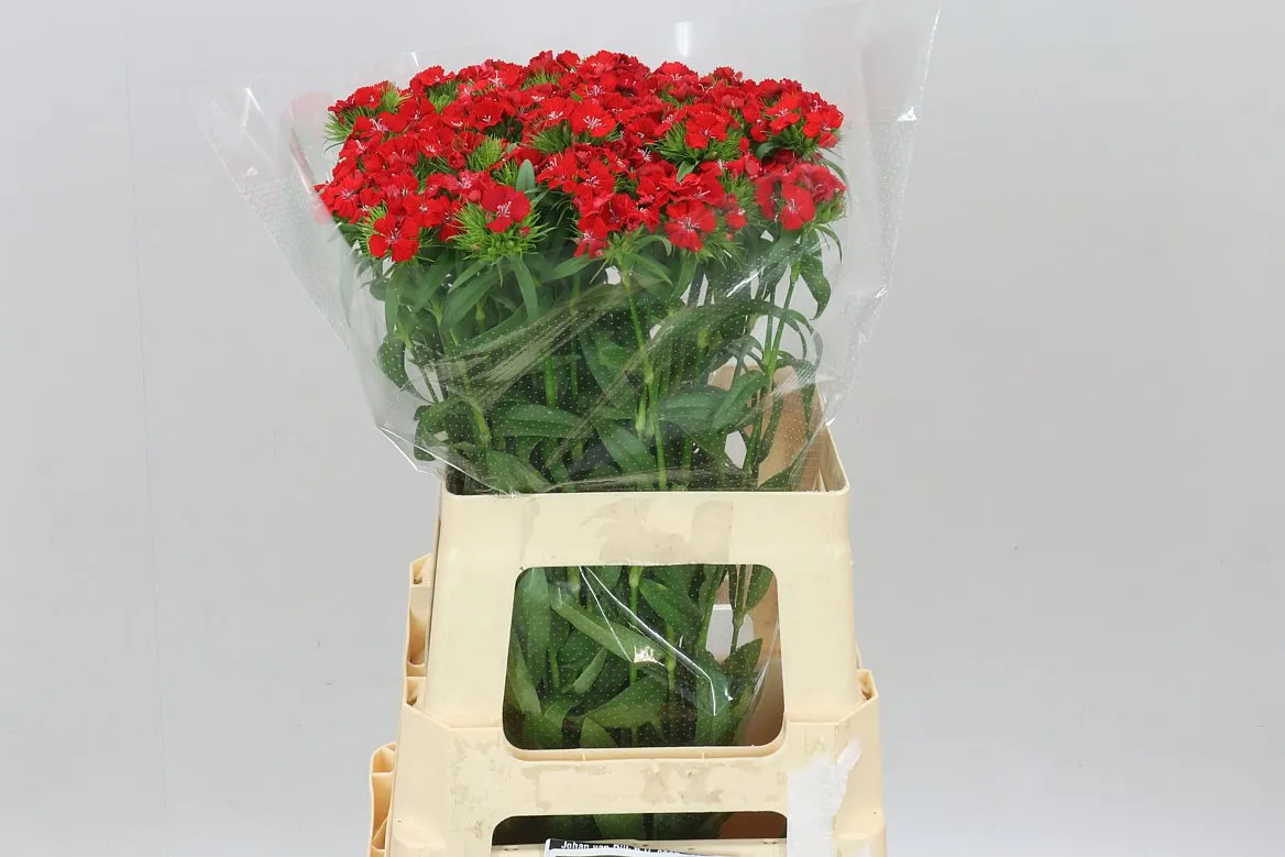 Di Barb Sweet Will Scarlet • 60 cm