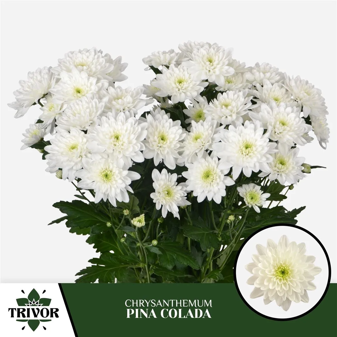 Chryzantéma trsová Pina Colada • 70 cm