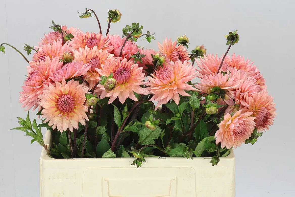 Dahlia Preference • 60 cm