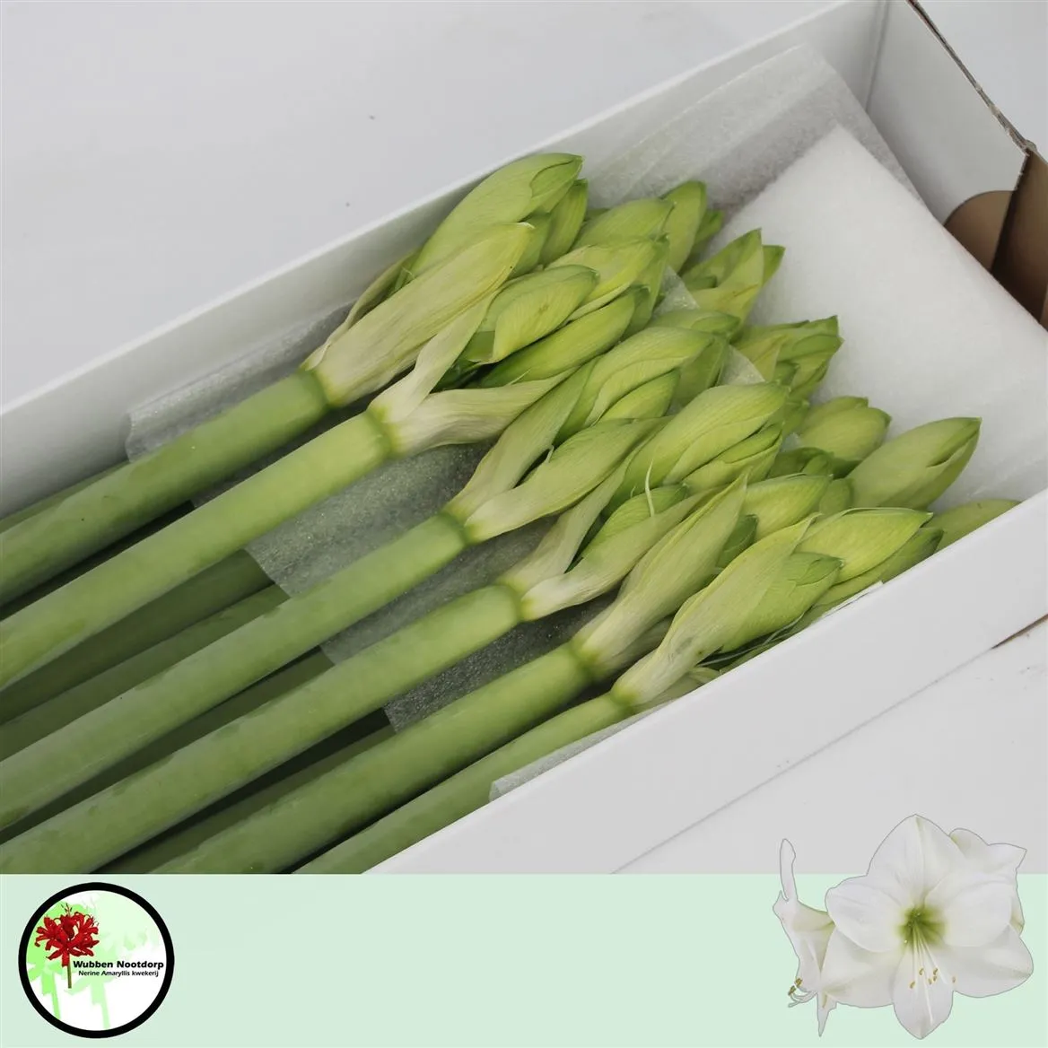 Amarylis Casablanca • 70 cm