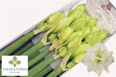 Amarylis (dg) Whi Symphony • 80 cm