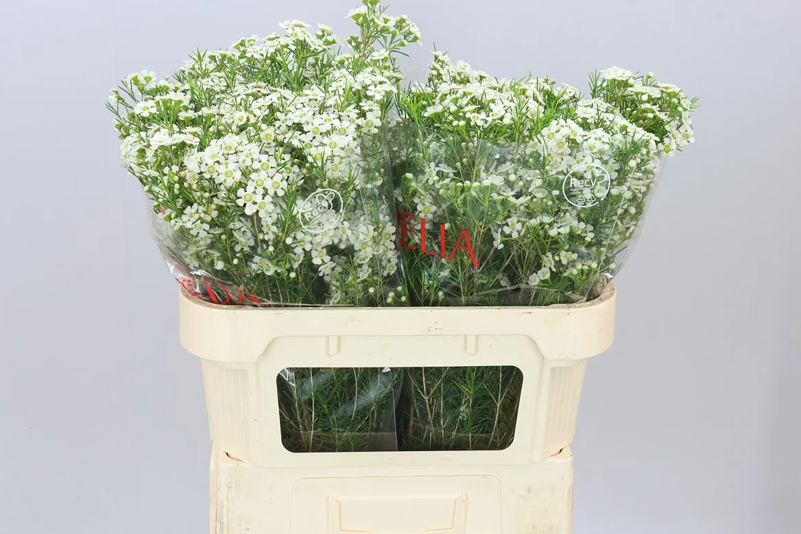 Chame Wax Ofir • 70 cm