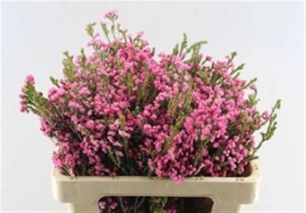 Erica Bella Pink • 50 cm