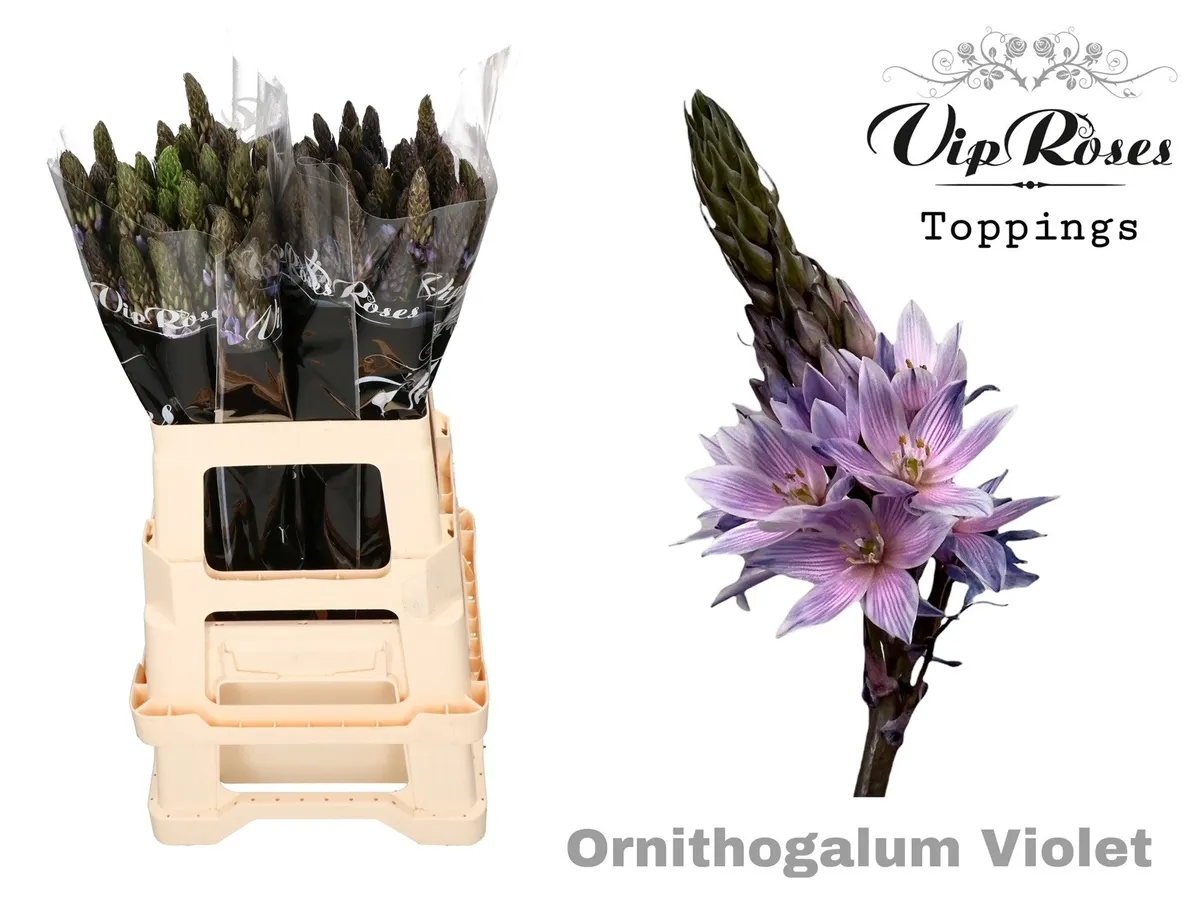 Ornithogalum Mount Fuji Violet • 60 cm