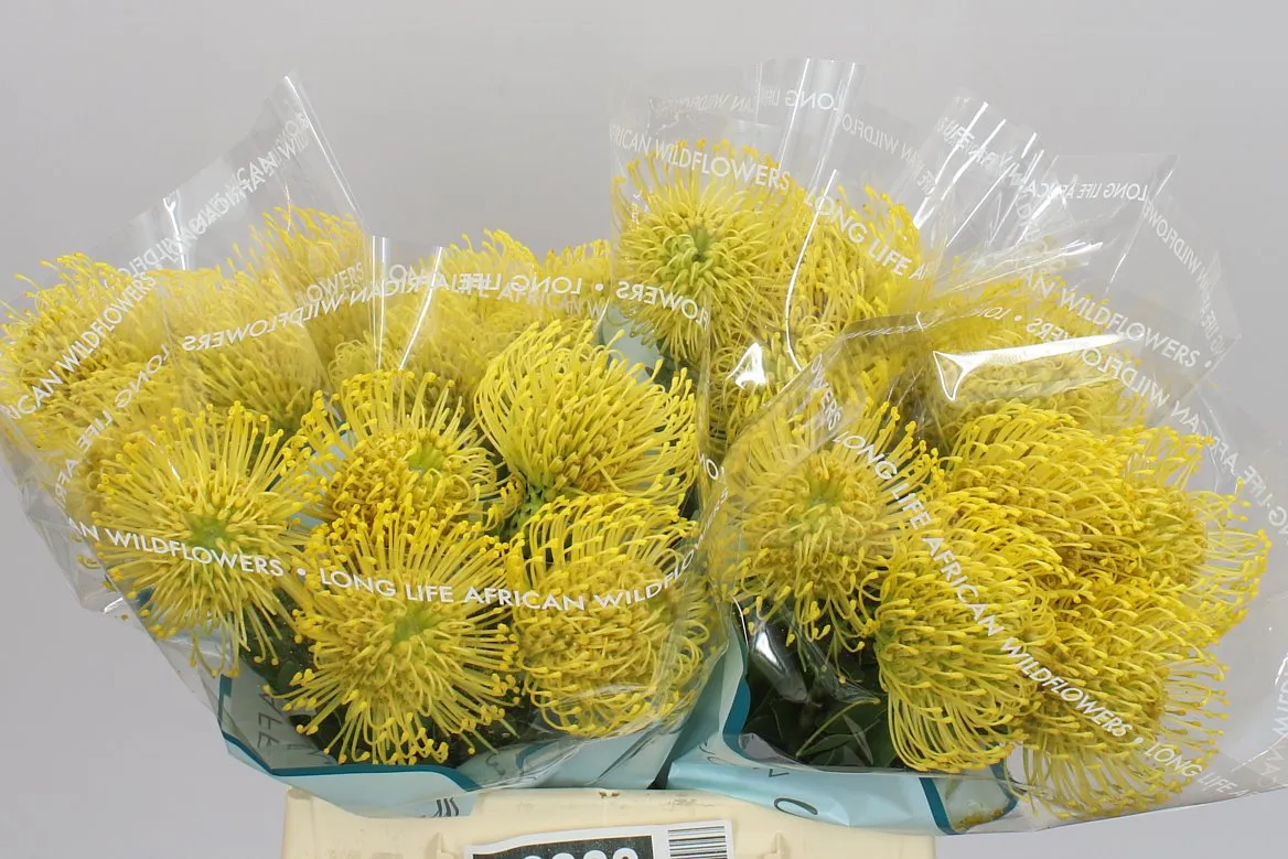 Leucospermum High Gold • 40 cm