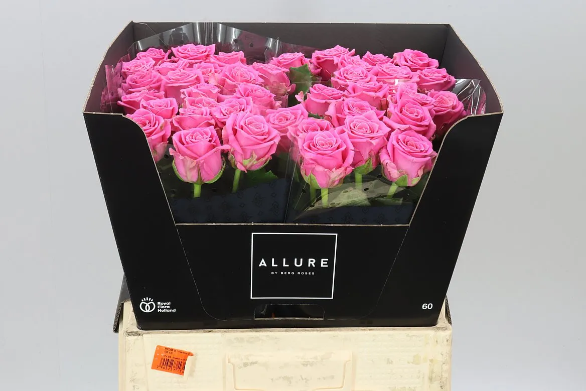 Rosa Gr Charlotte • 60 cm