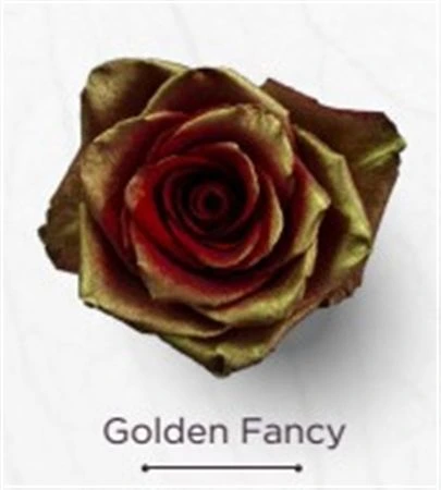 Ruža farbená Golden Fancy, Ekvádor • 50 cm