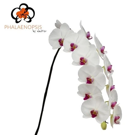 Orchidea Phalaenopsis Ruby Kiss • 80 cm