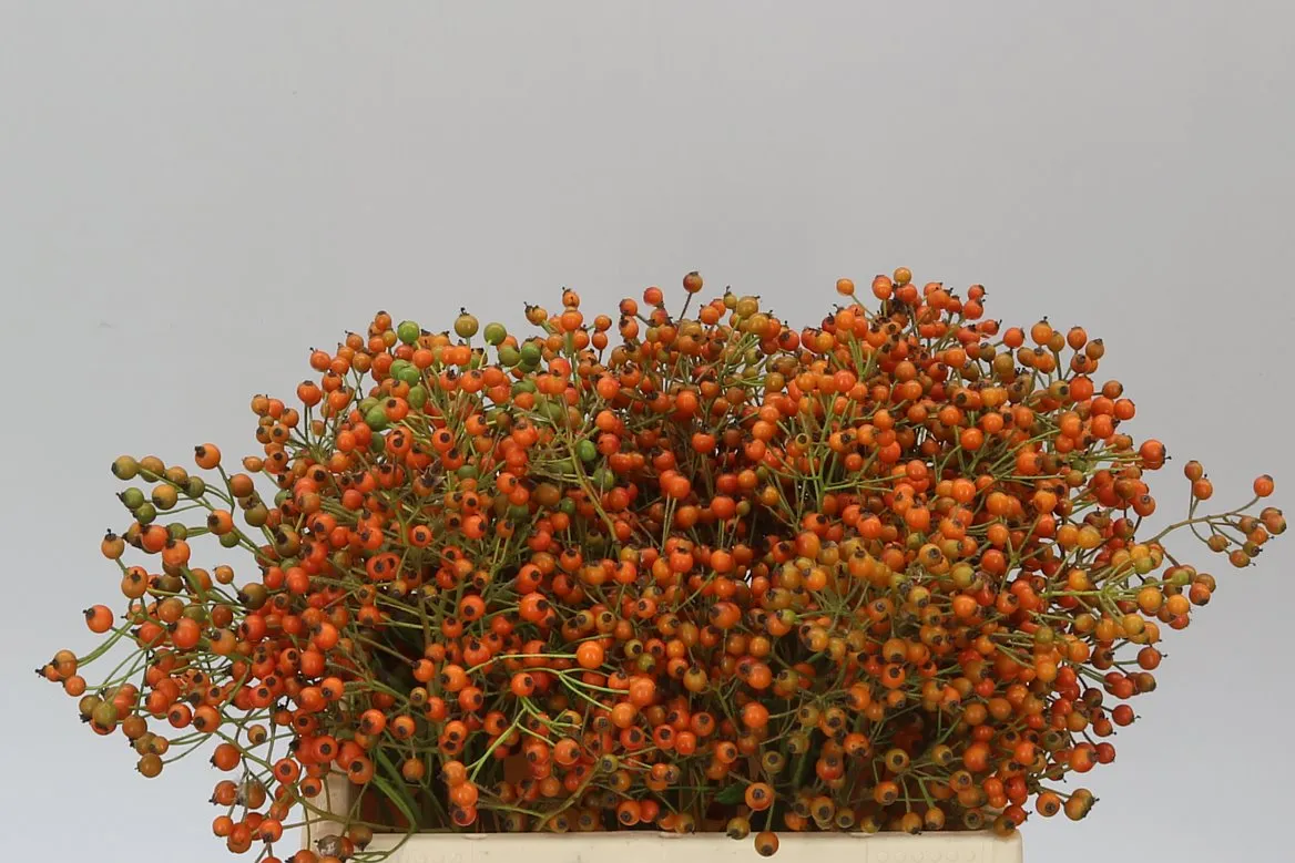Rozenbottel Prinsberry Oran • 50 cm