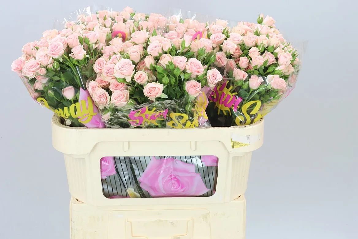 Rosa Tr Lydia • 70 cm