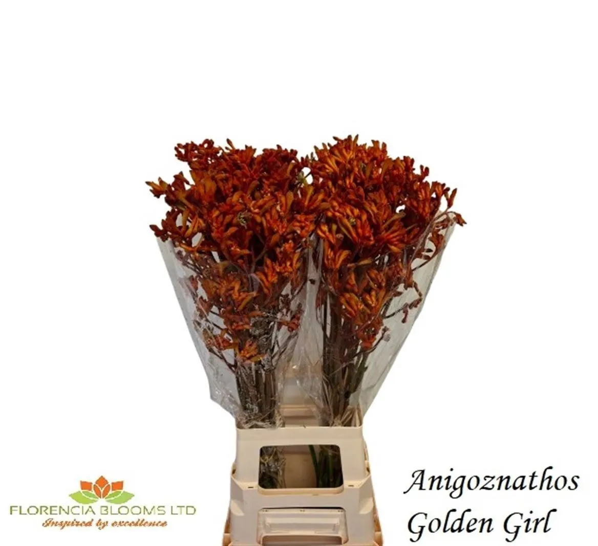 Anigozanthos Golden Girl • 80 cm