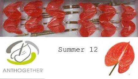 Anth Summer