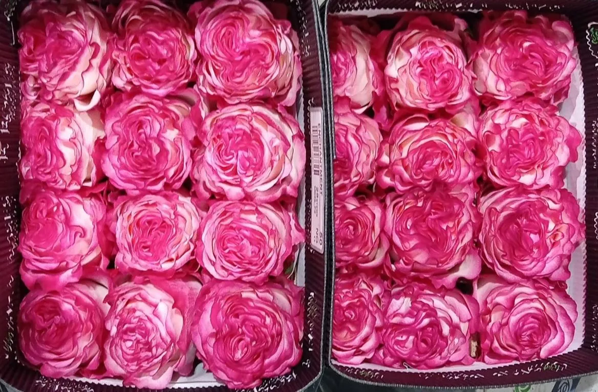 Rosa Gr Ec Enchantment • 40 cm