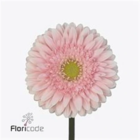 Gerbera Fem • 45 cm