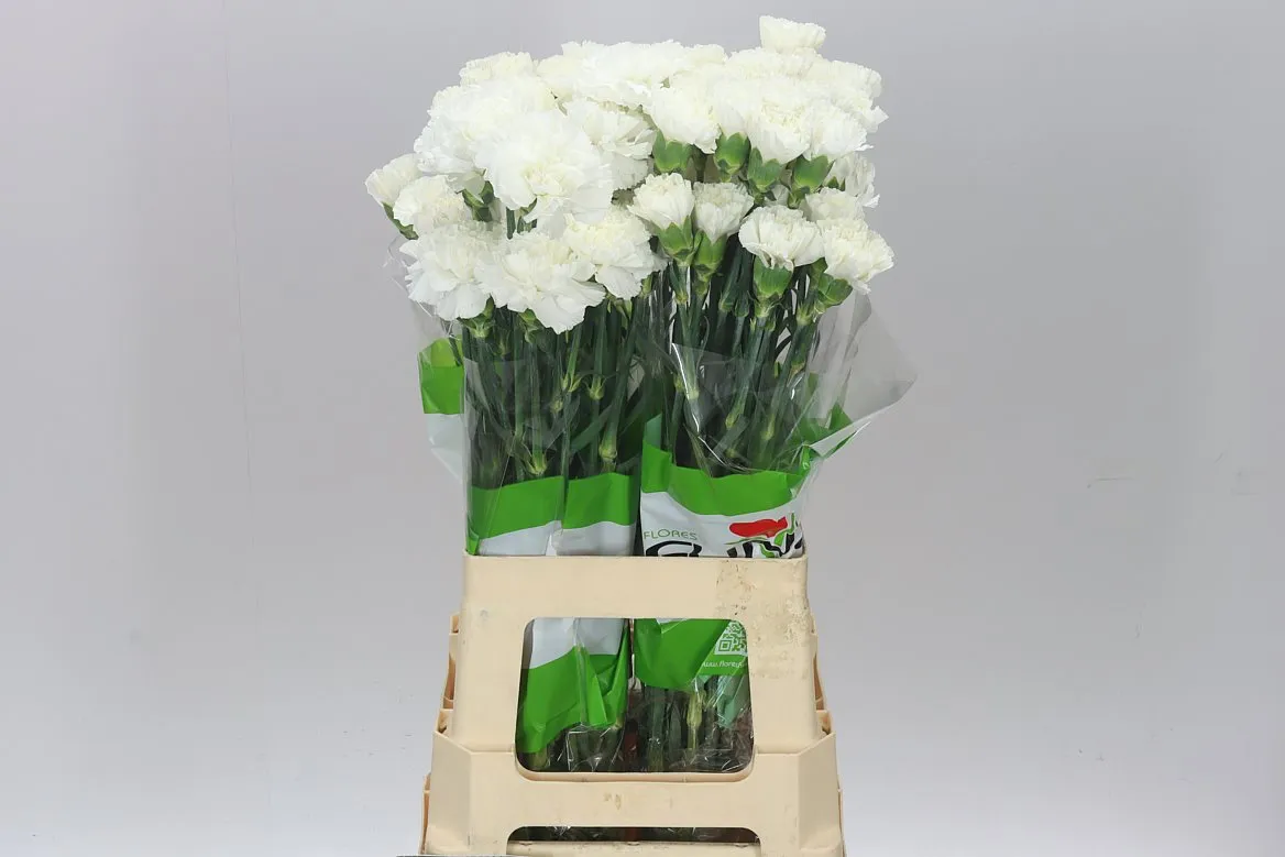 Di St White • 70 cm
