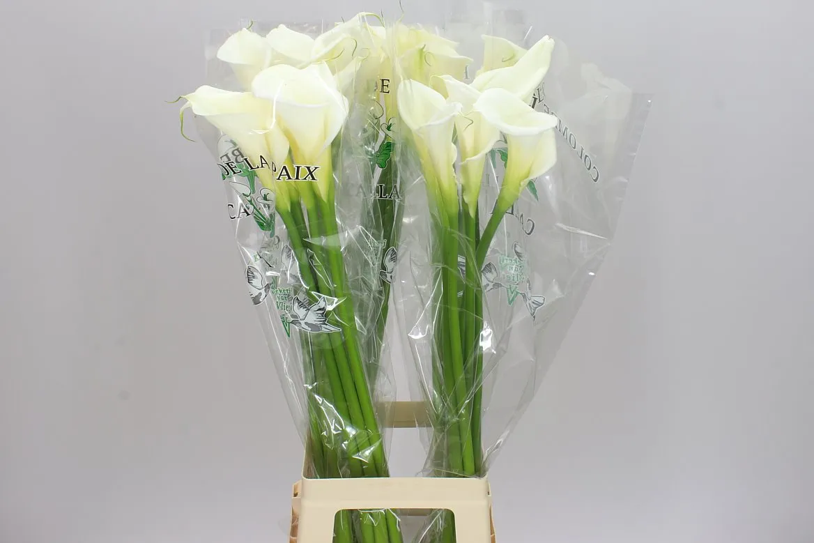 Zant Colombe • 90 cm