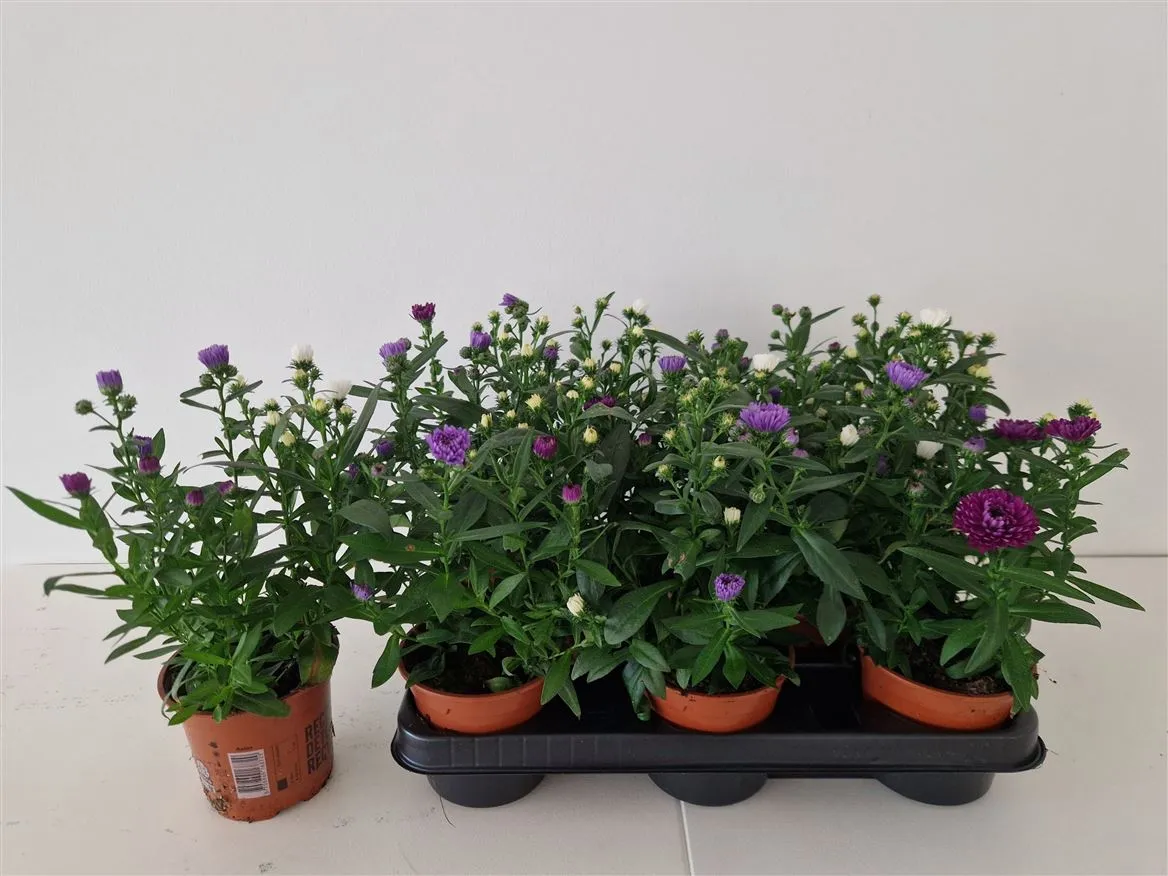 Aster Nb Victori Gemengd • črepník 11 cm