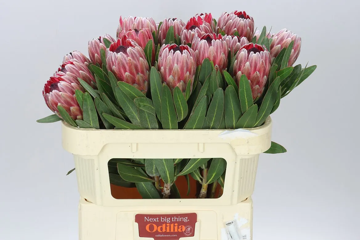 Protea Pink Ice • 70 cm