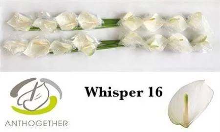 Anth Whisper