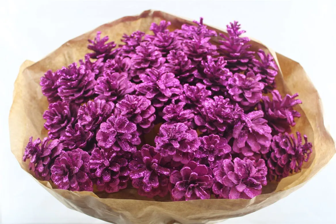 Pine Cone Cerise Met Gl, sušené • 50 cm