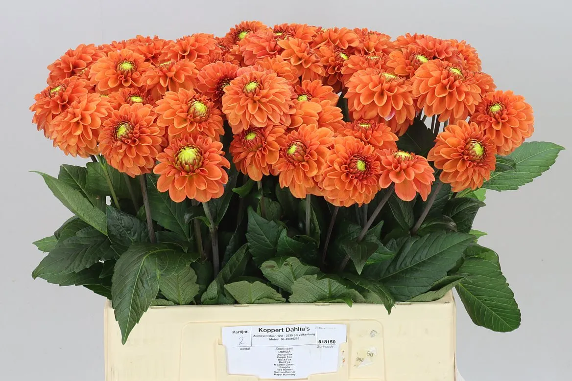Georgína Orange Fox Ex • 60 cm