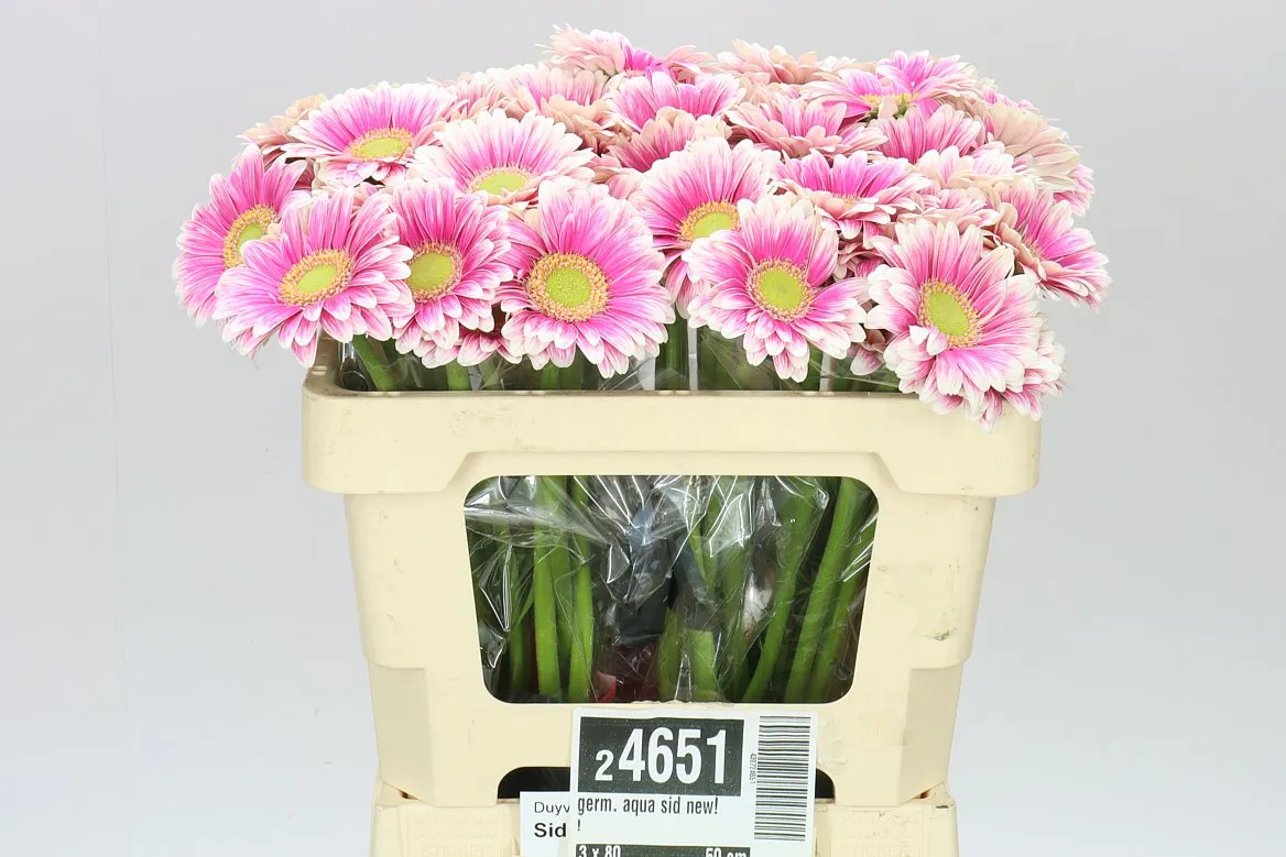 Germini Aqua Sid • 50 cm