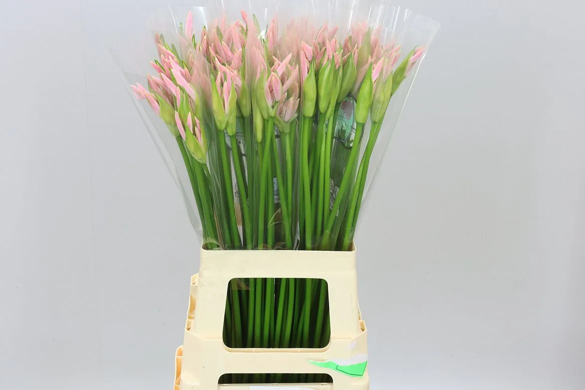 Nerine Bo Sofie • 70 cm