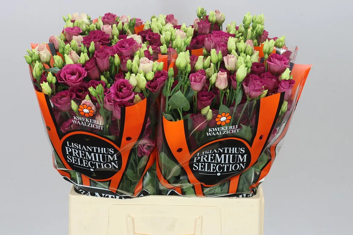 Eust Du Arosa Red • 65 cm