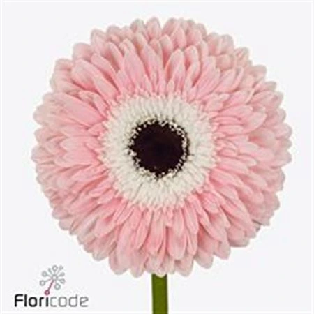 Gerbera Graceland • 45 cm