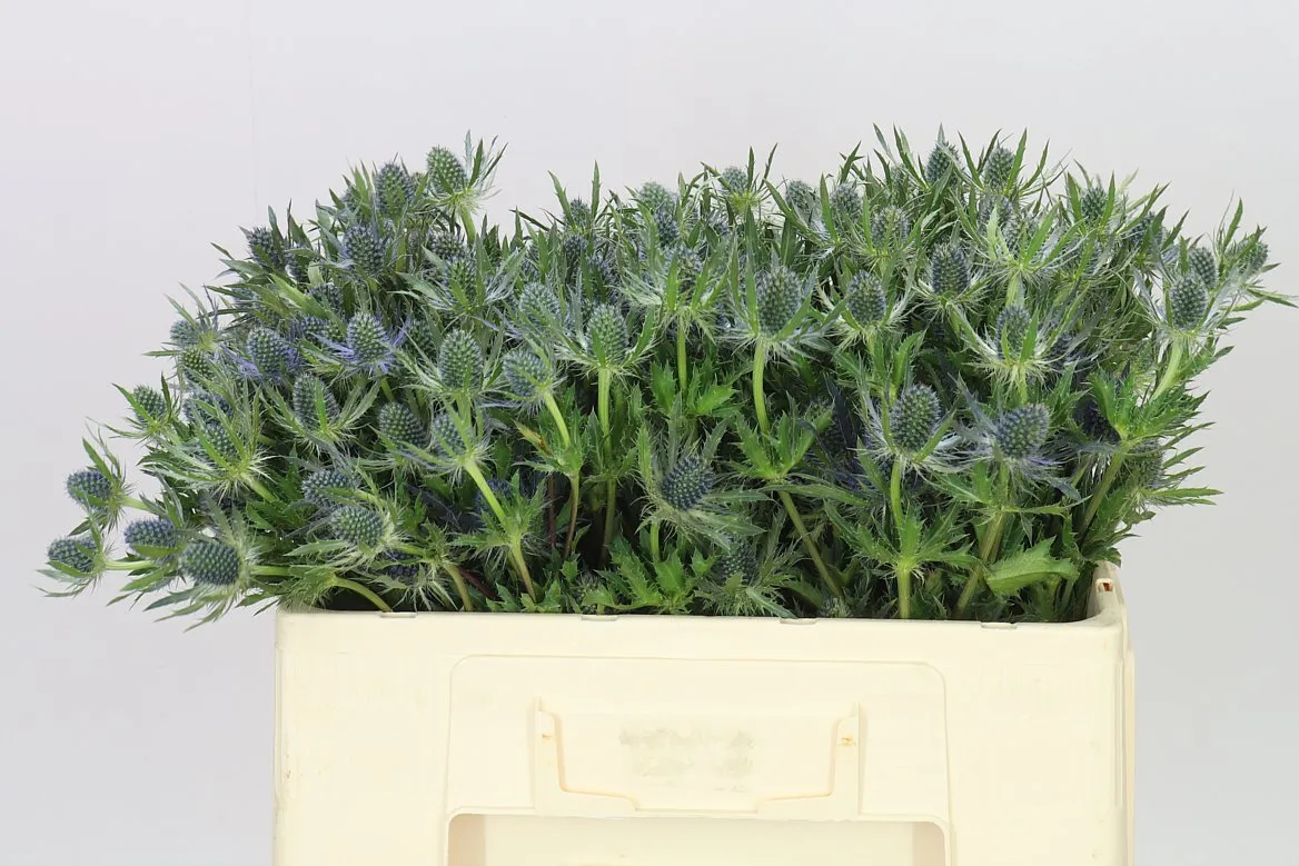 Eryngium Blue Lagoon • 50 cm