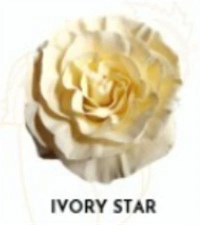 Ruža farbená Ivory Star, Ekvádor • 50 cm