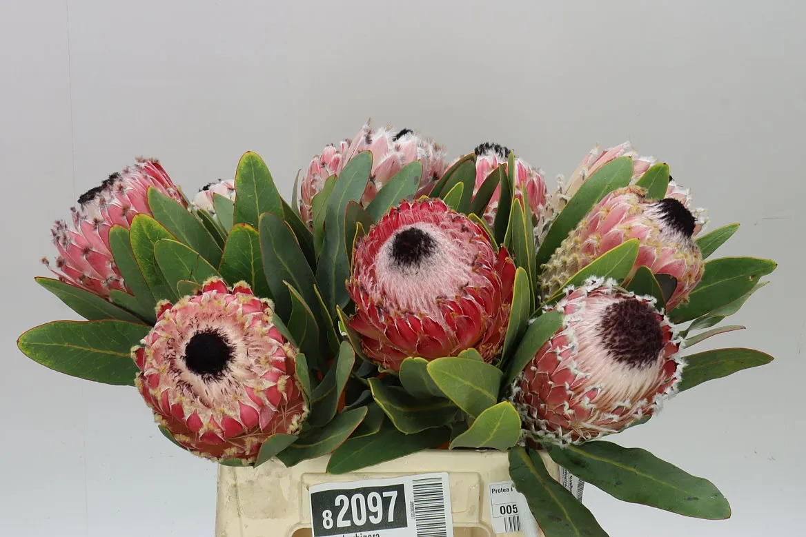 Protea Barbigera • 40 cm