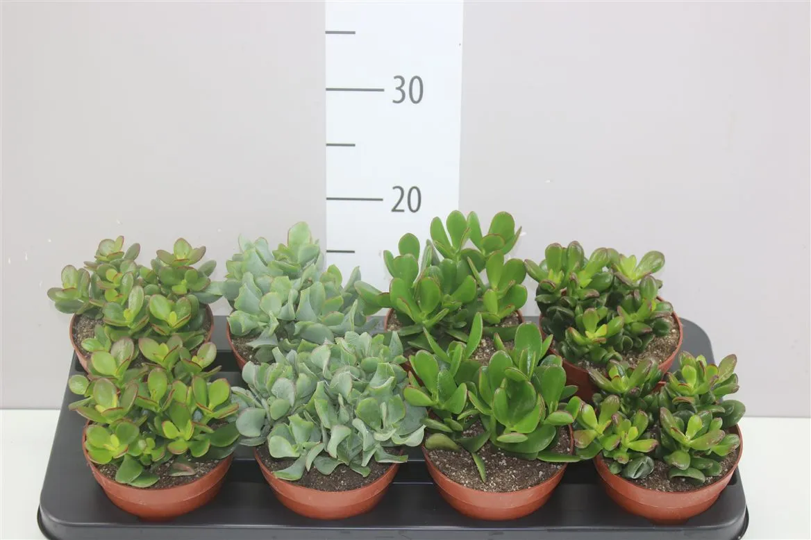 Crassula mix A2 • črepník 12 cm