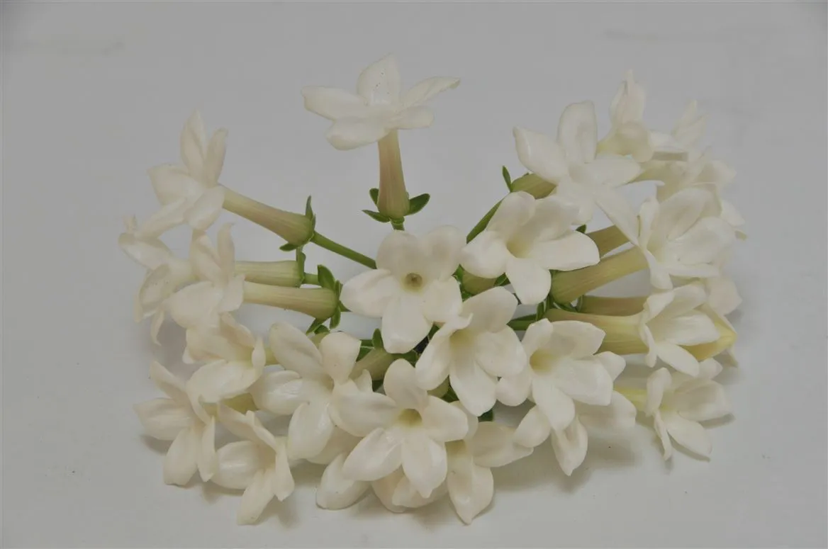 Stephanotis Bloemen X25