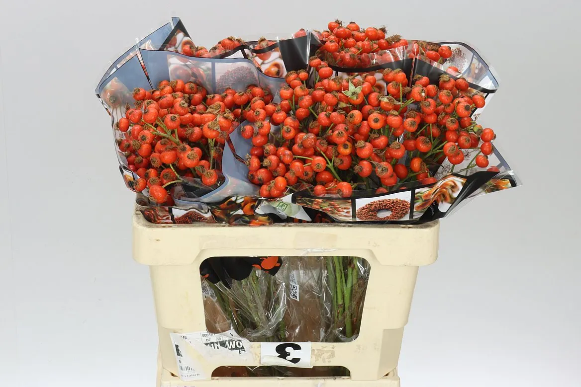 Rozenbottel Hiphop Sunset • 55 cm