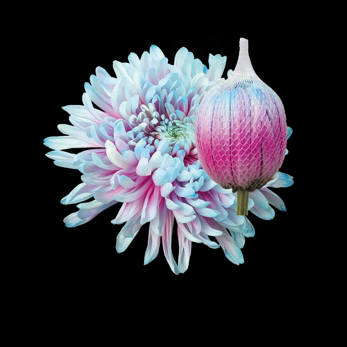 Chryzantéma veľkokvetá Antonov Bubblegum • 70 cm