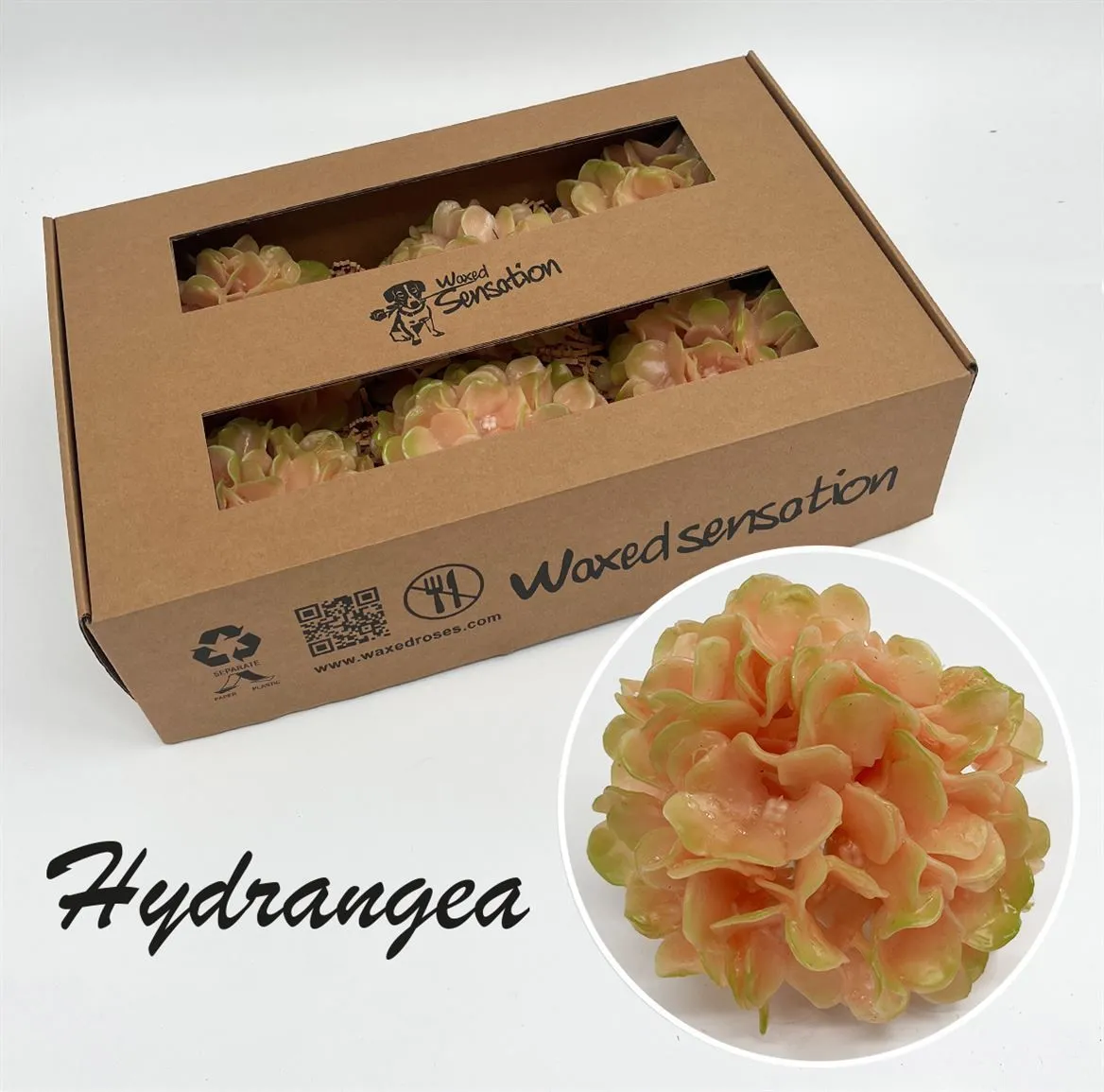 Zijde Hydr Wx Perzik • 20 cm