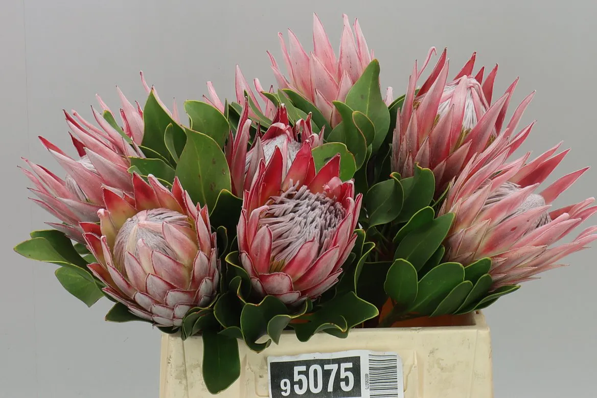 Protea Cynaroides • 40 cm