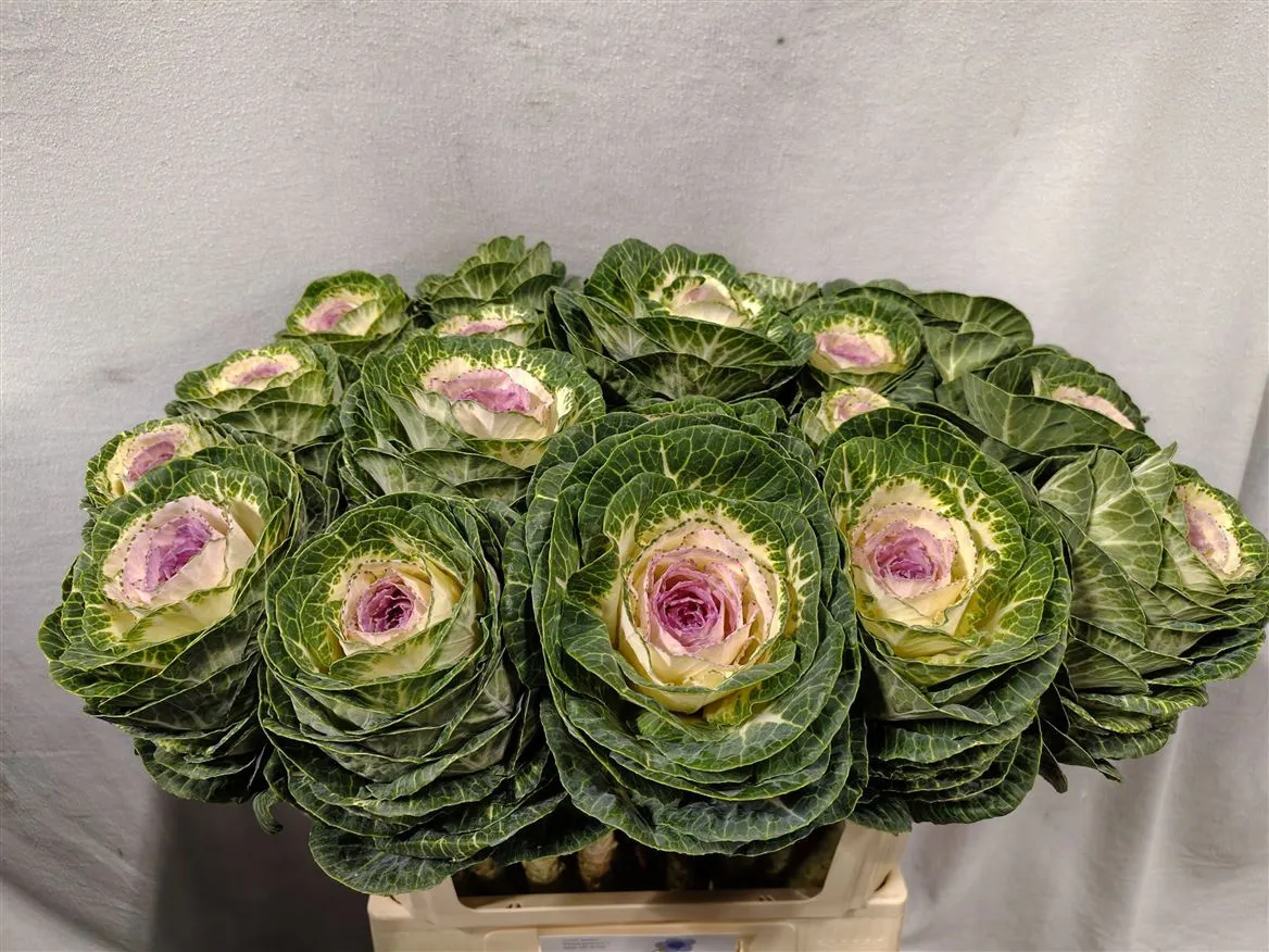 Okrasná kapusta Bicolour • 70 cm