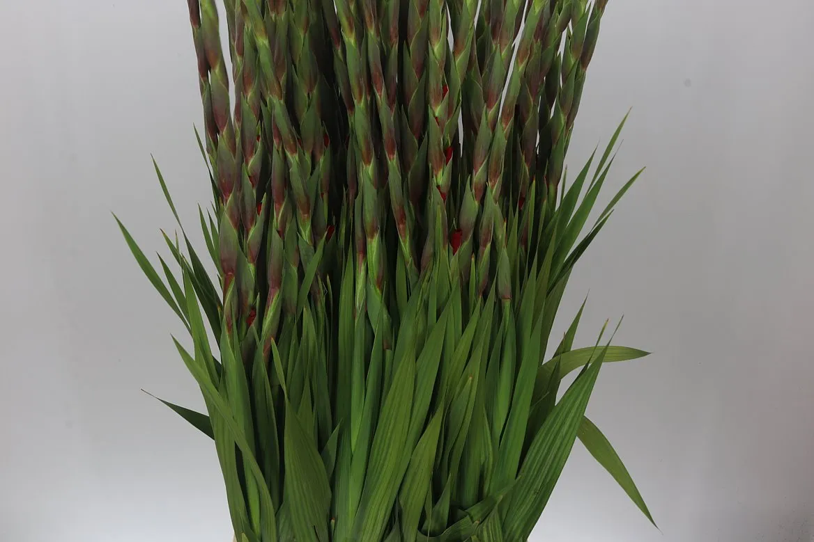 Gladiola Red Balance • 120 cm