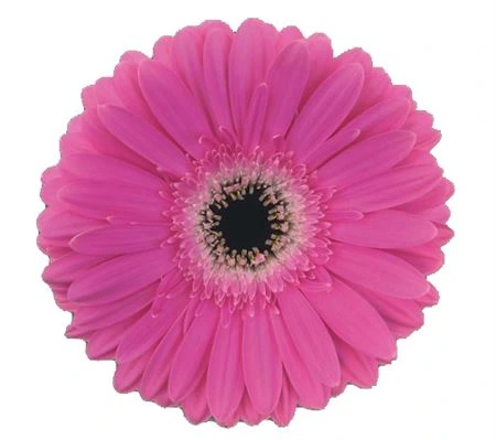 Gerbera Dreamer • 45 cm