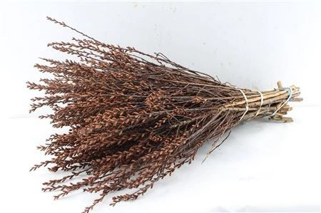 Myrica Gagel • 55 cm