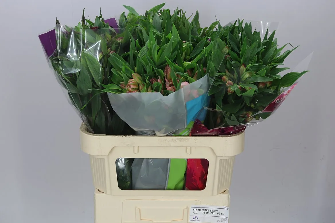 Alstro Mix • 75 cm