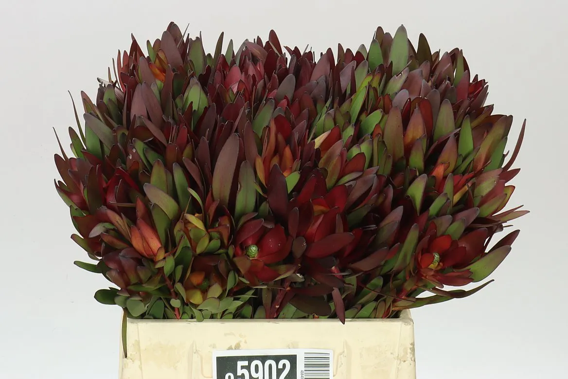 Leucadendron Safari Sunset • 40 cm