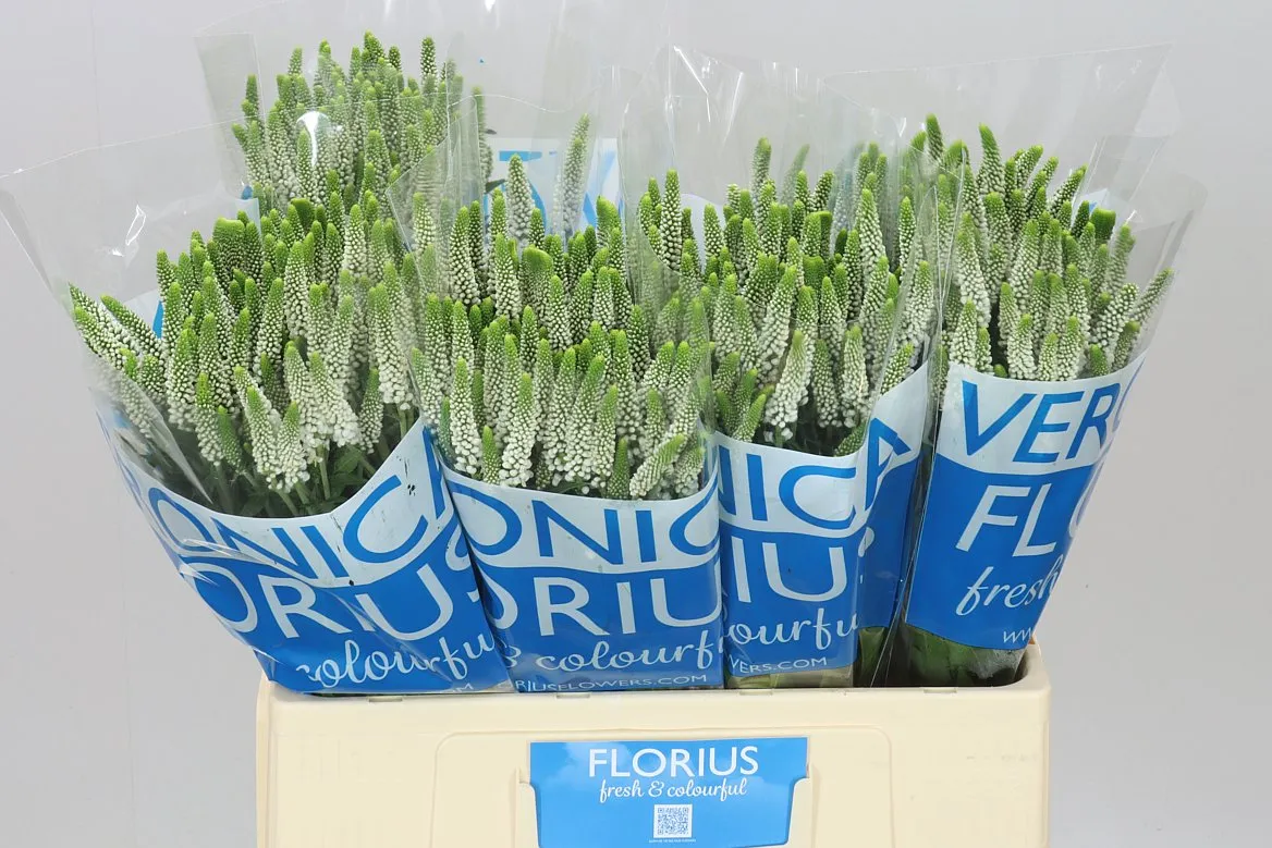 Veronica Spray Caya X 20 • 60 cm