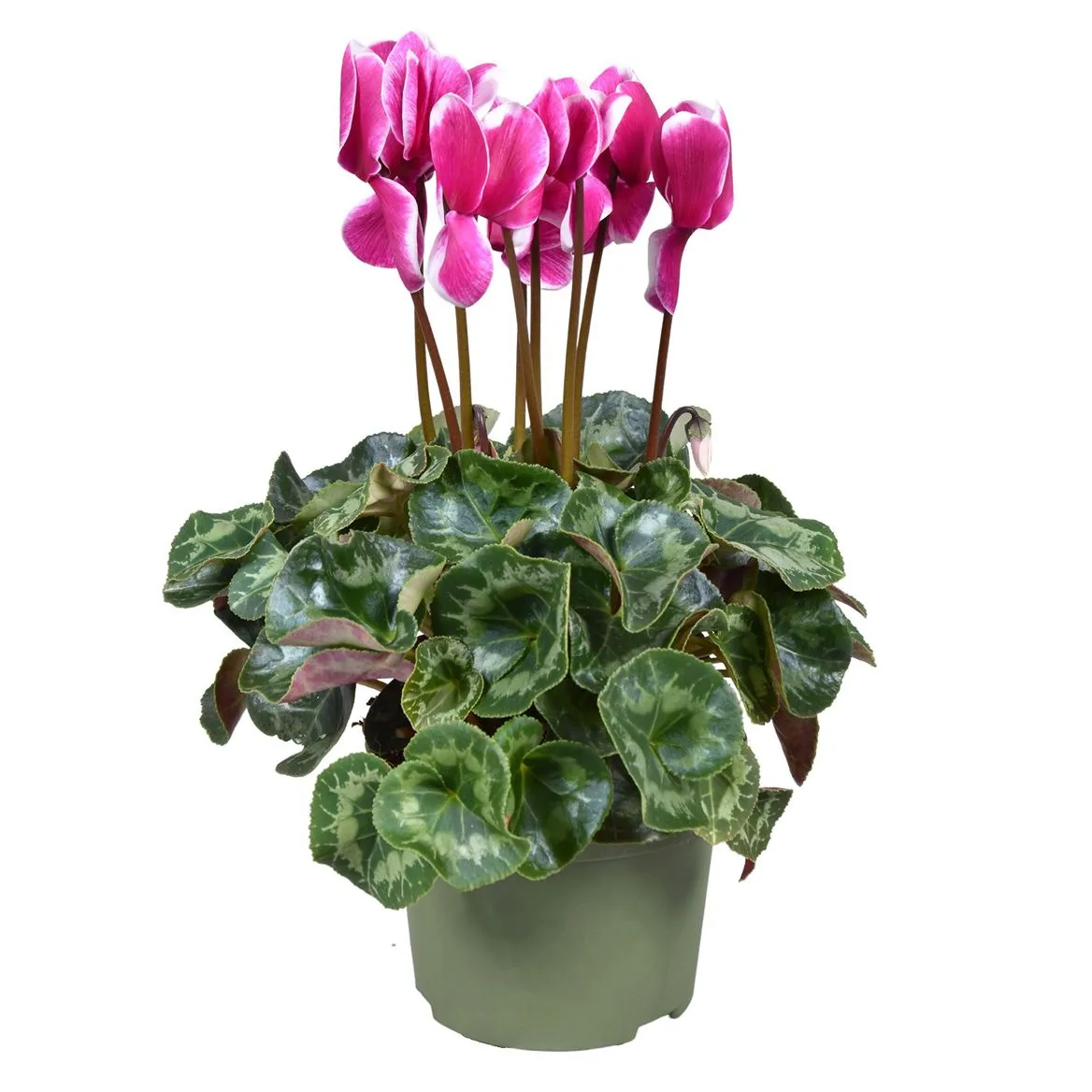 Cyklámen veľkokvetý Snowridge Purple • črepník 13 cm