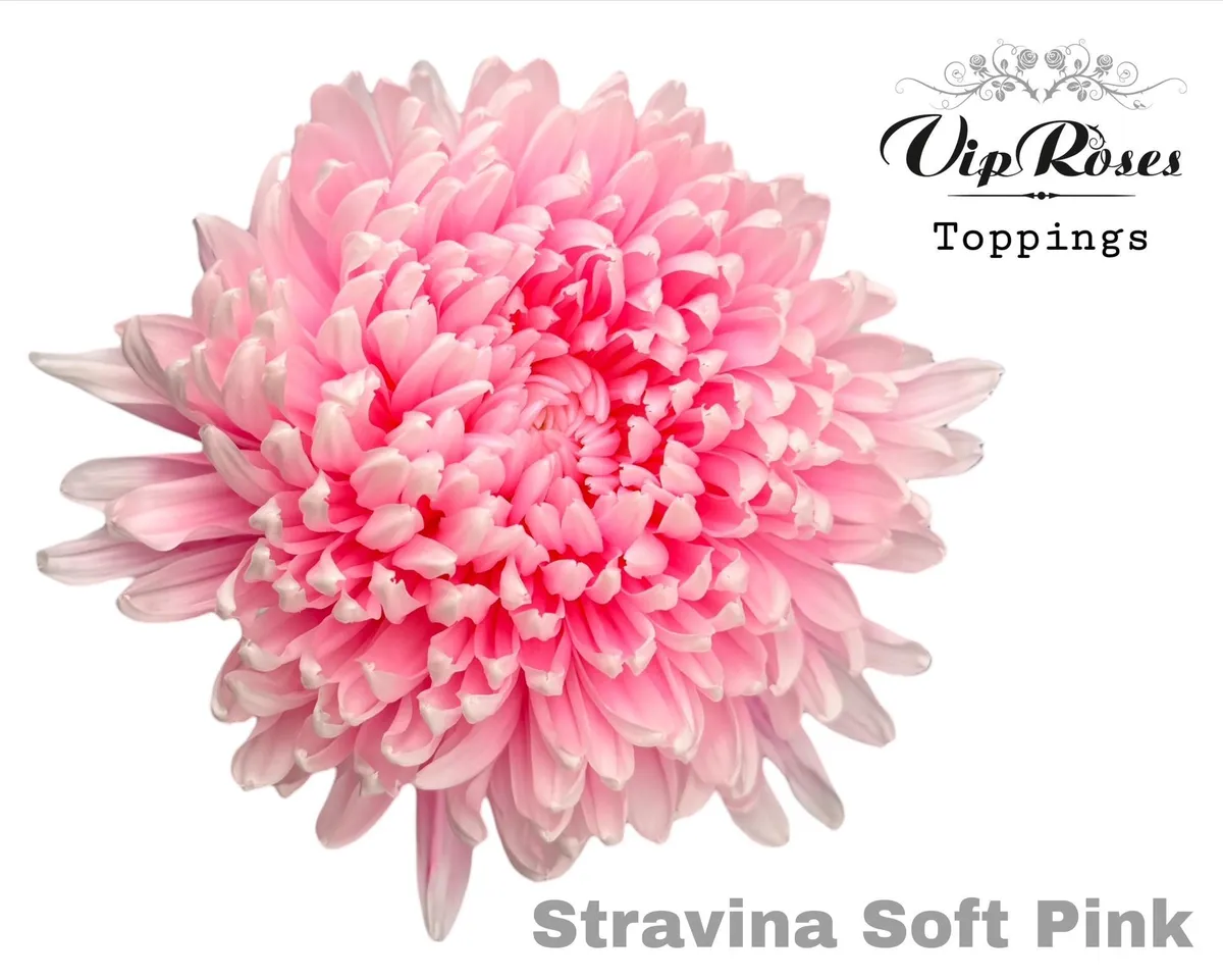 Chryzantéma veľkokvetá Stravina Soft Pink • 65 cm